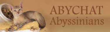 abychat abyssinians