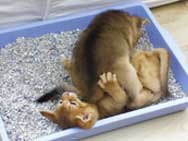 kittens playing in the litter tray